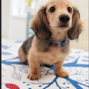 Meet your Posher, Buckley